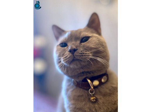  sahiplendiricegim ücretsiz saglıklı sakin etrafı tırmalama