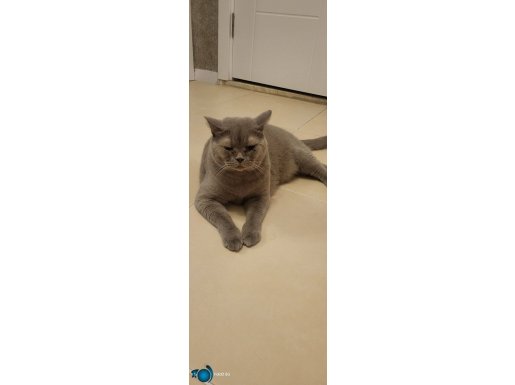 Safkan British Shorthair 3yaşinda uysal saglıklı 