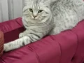 British shorthair sahiplenecek yeni ailesi arıyoruz