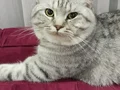 British shorthair sahiplenecek yeni ailesi arıyoruz
