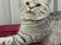 British shorthair sahiplenecek yeni ailesi arıyoruz