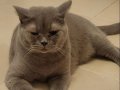 Safkan British Shorthair 3yaşinda uysal saglıklı 
