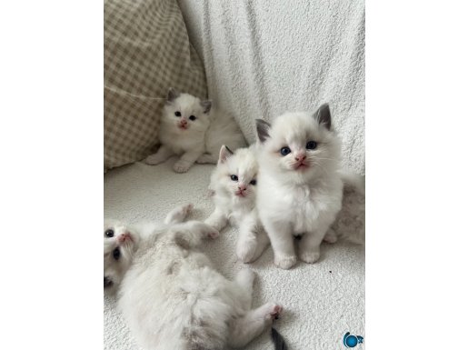 SAFKAN RAGDOLL YAVRULARIM