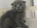 British scottish blue point