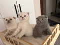 British scottish blue point