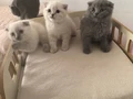 British scottish blue point
