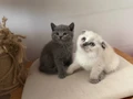 British scottish blue point