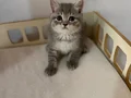 British scottish blue point