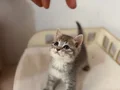 British scottish blue point