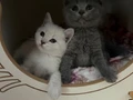British scottish blue point