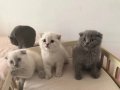 Scottish British Blue point yavrular safkan