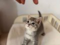 Scottish British Blue point yavrular safkan