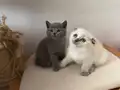 Scottish British Blue point yavrular safkan