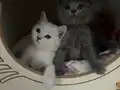 Scottish British Blue point yavrular safkan