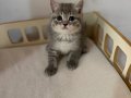 Scottish British Blue point yavrular safkan