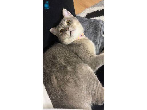 DİŞİ YETİŞKİN 1 YAŞINDA KIZIMIZ