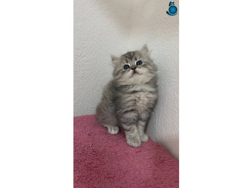 Show kalitede BRİTİSH SHORTHAİR tabby renginde oğluş 
