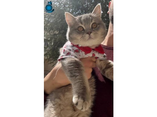 1 yaşında dişi kedimiz muhteşem güzellikte 