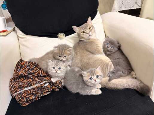 Güzeller güzeli British Bebeklerimiz