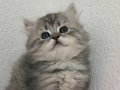 Show kalitede BRİTİSH SHORTHAİR tabby renginde oğluş 