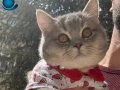 1 yaşında dişi kedimiz muhteşem güzellikte 