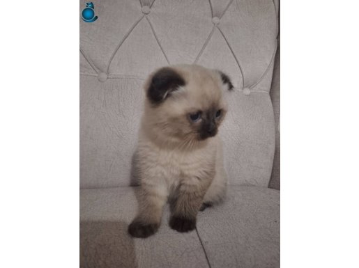 MÜKEMMEL SCOTTISH FOLD