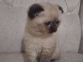 MÜKEMMEL SCOTTISH FOLD