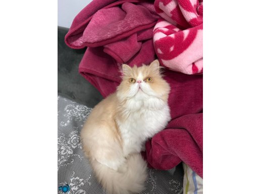 Safkan İran Kedisi - Masum Bakışlı ve Uysal Karakterli