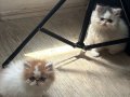 Mini Miniler