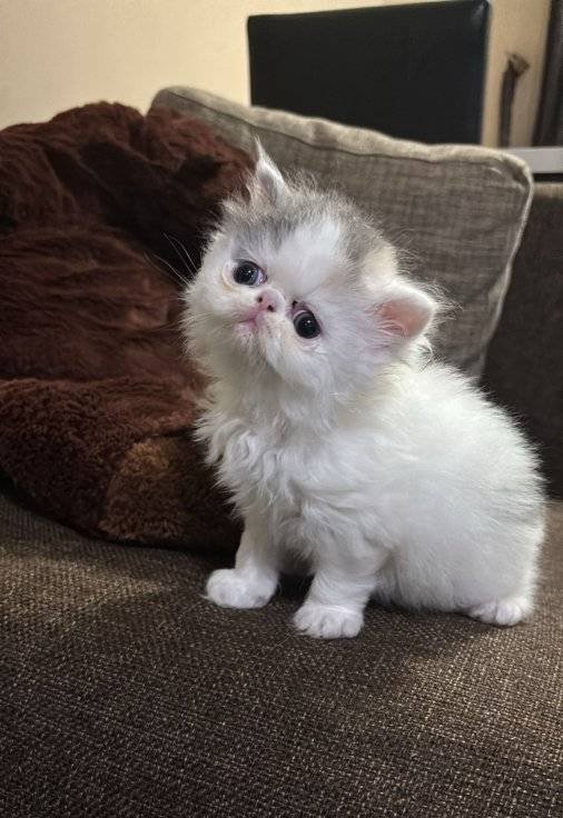 Mini Miniler
