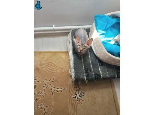 1.5 yaşinda dişi Kanada sfenks 