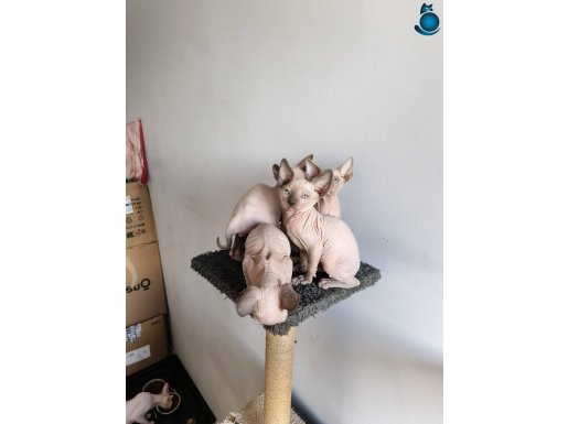 Sfenks kampanya son 4