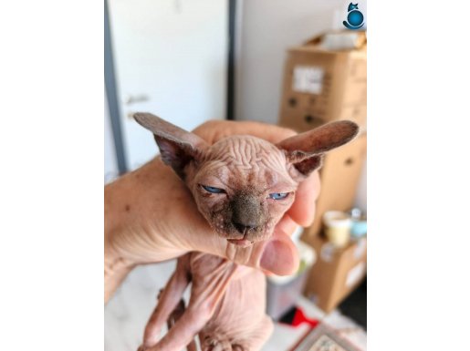 KANADA SFENKS YAVRULAR Uygun verilecek