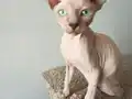 sfenks... Yetişen alıyor
