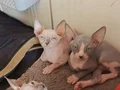 sfenks... Yetişen alıyor