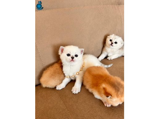 BRİTİSH GOLDEN BABADAN GOLDEN YAVRU