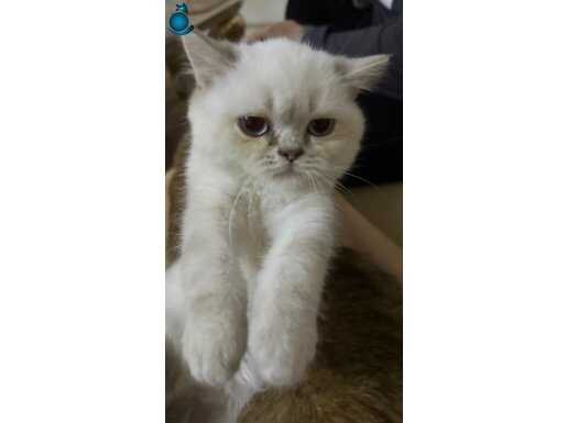 Pamuk gibi tüyleri ve Buz Mavisi Gözleriyle sizi bekliyor