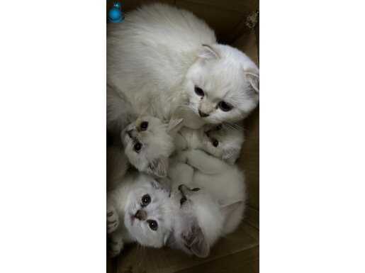 Safkan Britishlonghai scottishfold karışımı mavigözlüminik