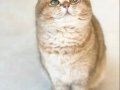 NY11 WCF Baba British Shorthair İle Lilac Point British Longhair