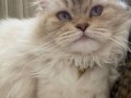 NY11 WCF Baba British Shorthair İle Lilac Point British Longhair