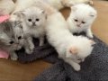 NY11 WCF Baba British Shorthair İle Lilac Point British Longhair