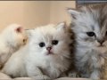 NY11 WCF Baba British Shorthair İle Lilac Point British Longhair