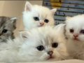 NY11 WCF Baba British Shorthair İle Lilac Point British Longhair