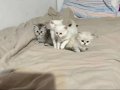 NY11 WCF Baba British Shorthair İle Lilac Point British Longhair