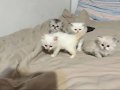 NY11 WCF Baba British Shorthair İle Lilac Point British Longhair