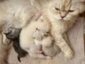 NY11 WCF Baba British Shorthair İle Lilac Point British Longhair