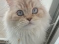 NY11 WCF Baba British Shorthair İle Lilac Point British Longhair