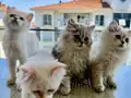 NY11 WCF Baba British Shorthair İle Lilac Point British Longhair