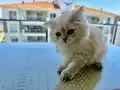 NY11 WCF Baba British Shorthair İle Lilac Point British Longhair
