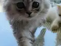 NY11 WCF Baba British Shorthair İle Lilac Point British Longhair